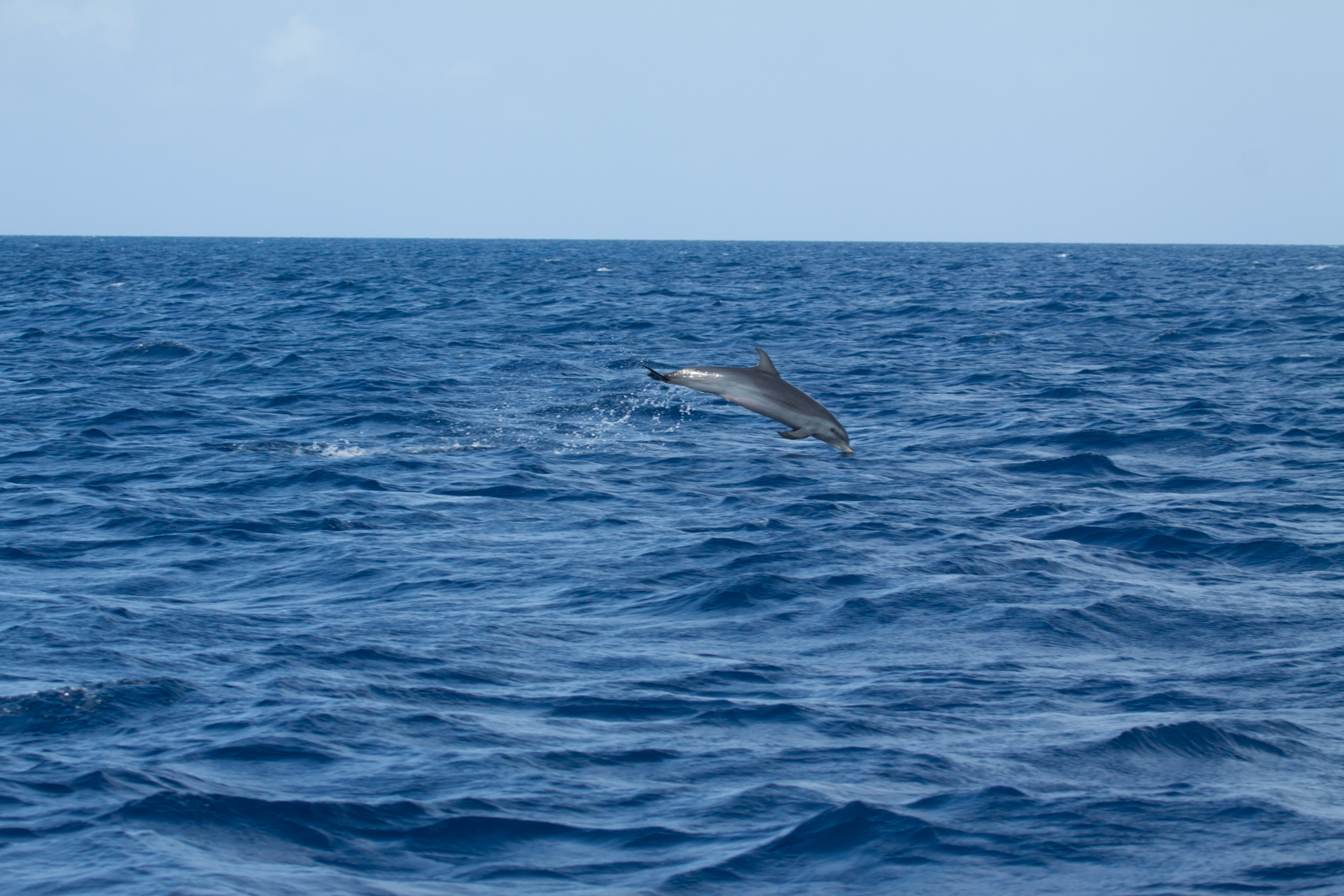 20052013_-_905_-_Martinique_Dauphin_tachete_pantropical_Mer_des_Antilles.jpg