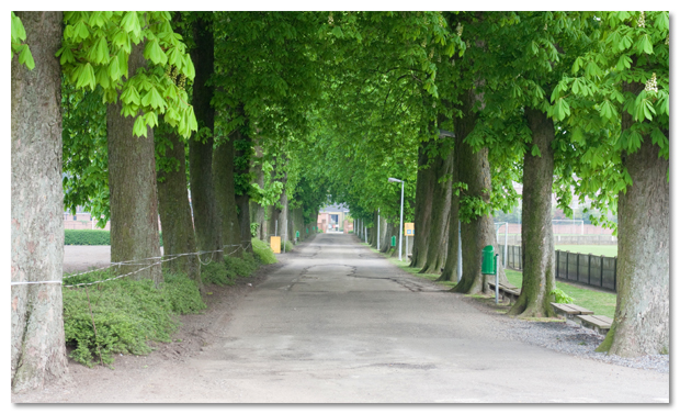 Kastanjes_Hoogstraten_web_01.jpg Kastanjes_Hoogstraten_web_01.jpg