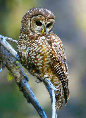 Northern_Spotted_Owl_Nick_Dunlop_USFWS_U.jpg