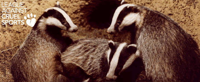 badgers-and-logo-.gif