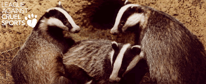 badgers-and-logo-.gif badgers-and-logo-.gif