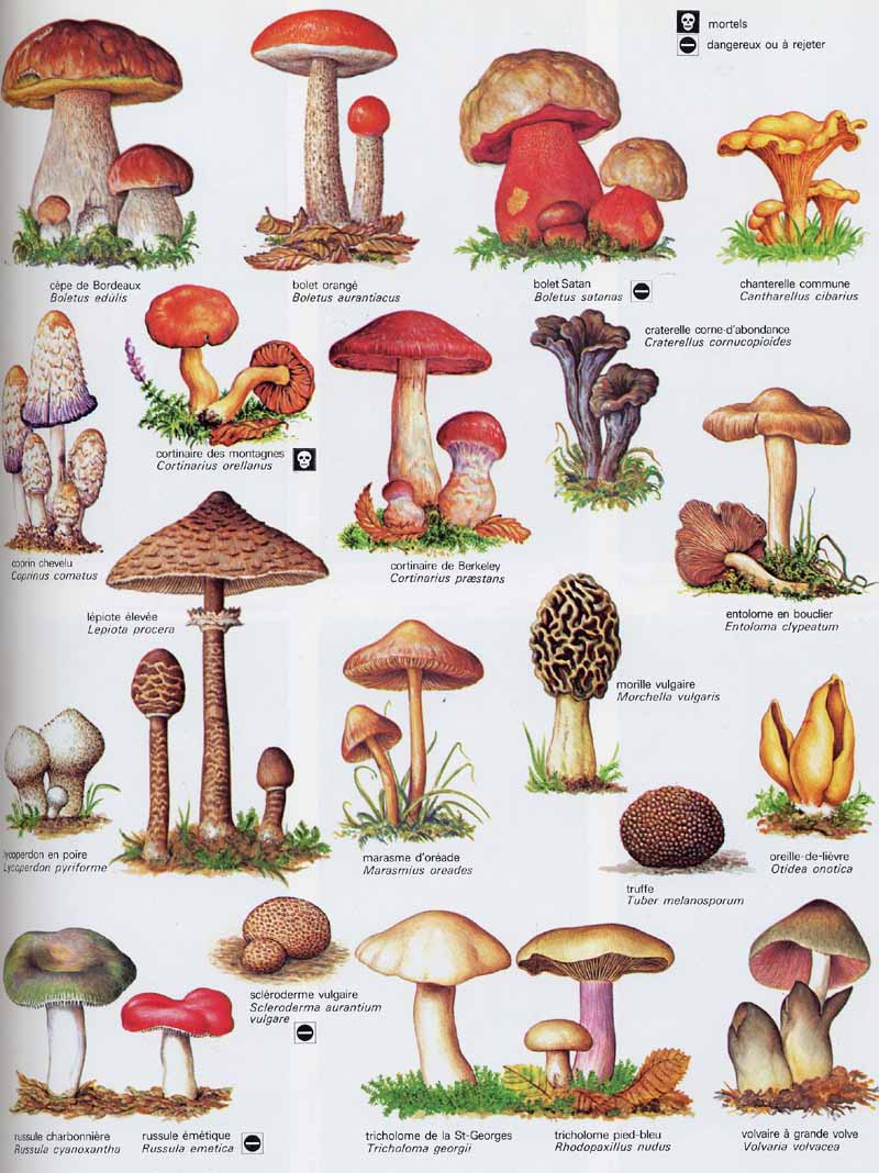 champignons_033b_.jpg