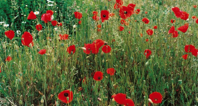 coquelicot_lpovienne_lpo_650.jpg