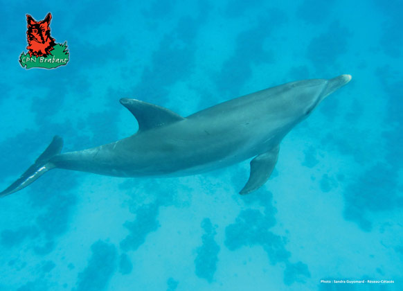 dauphins-1.jpg