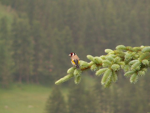 queyras_juin_2006_z3_n1_668.jpg queyras_juin_2006_z3_n1_668.jpg